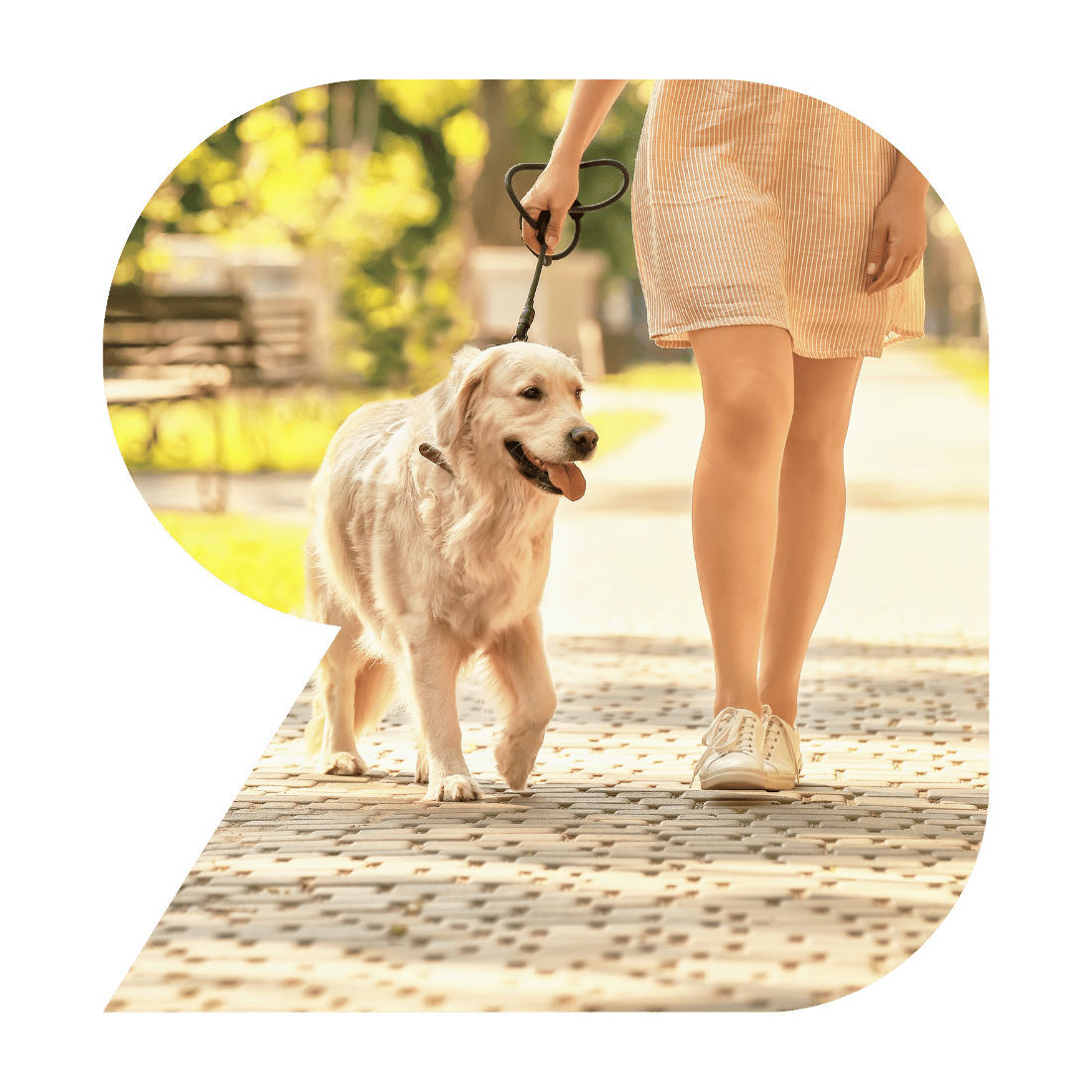 Dogwalking in Zürich